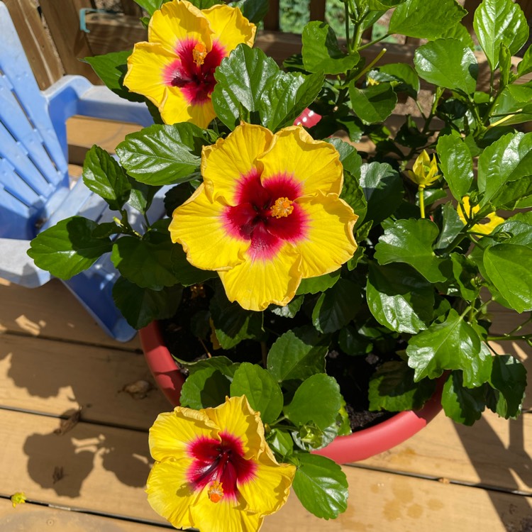 Plant image Hibiscus