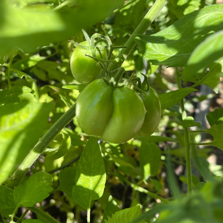 Plant image Solanum lycopersicum 'Juliet Roma'