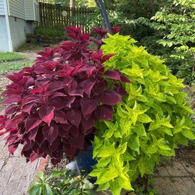 Solenostemon scutellarioides  syn. Plectranthus scutellarioides, Coleus scutellarioides, Coleus blumei