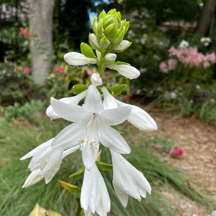 Plant image Hosta plantaginea