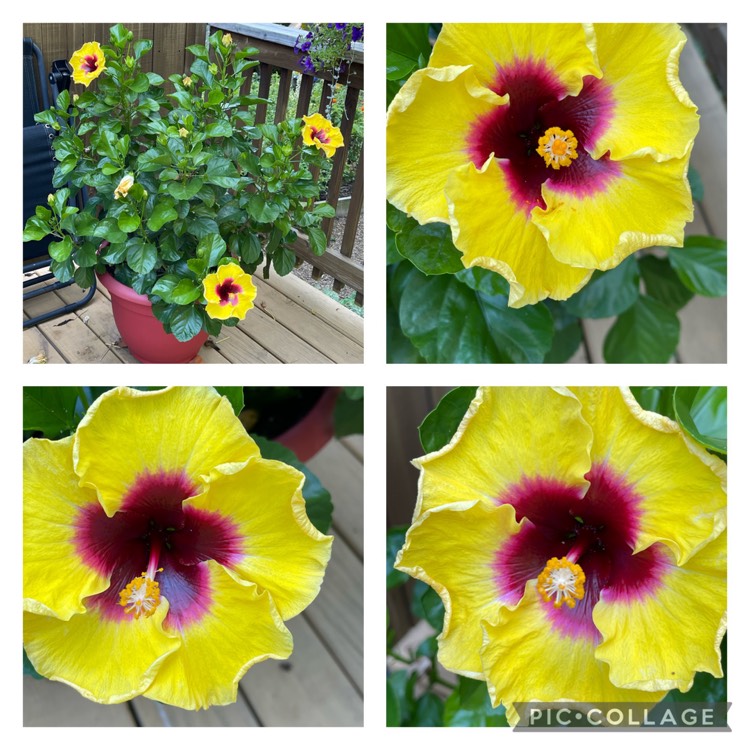 Plant image Hibiscus