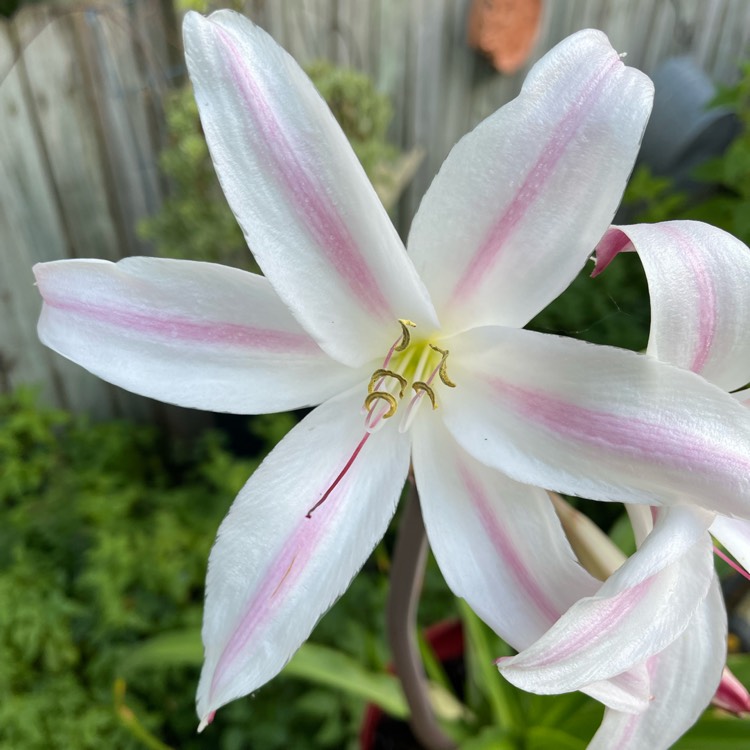 Plant image Crinum