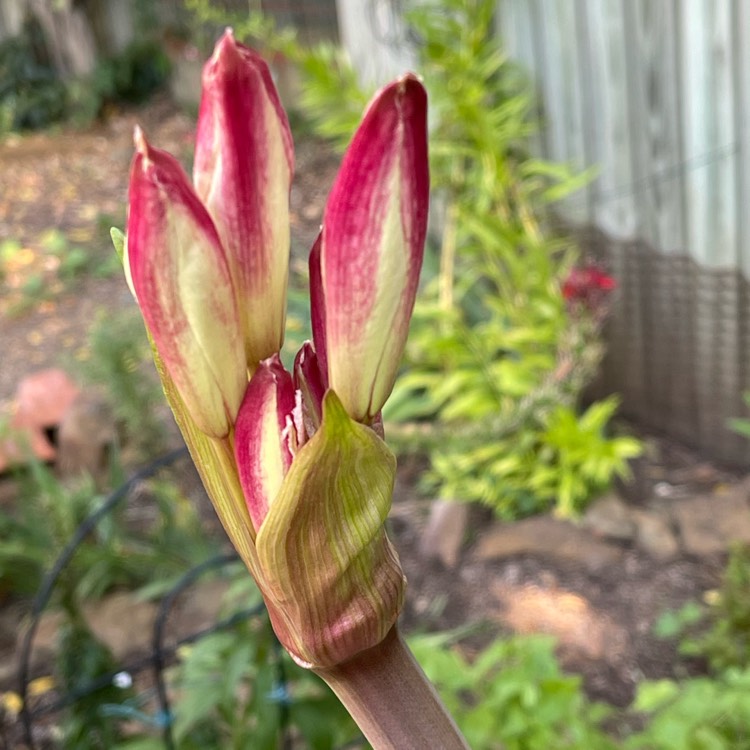 Plant image Crinum