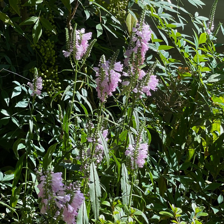 Plant image Physostegia virginiana 'Summer Snow'