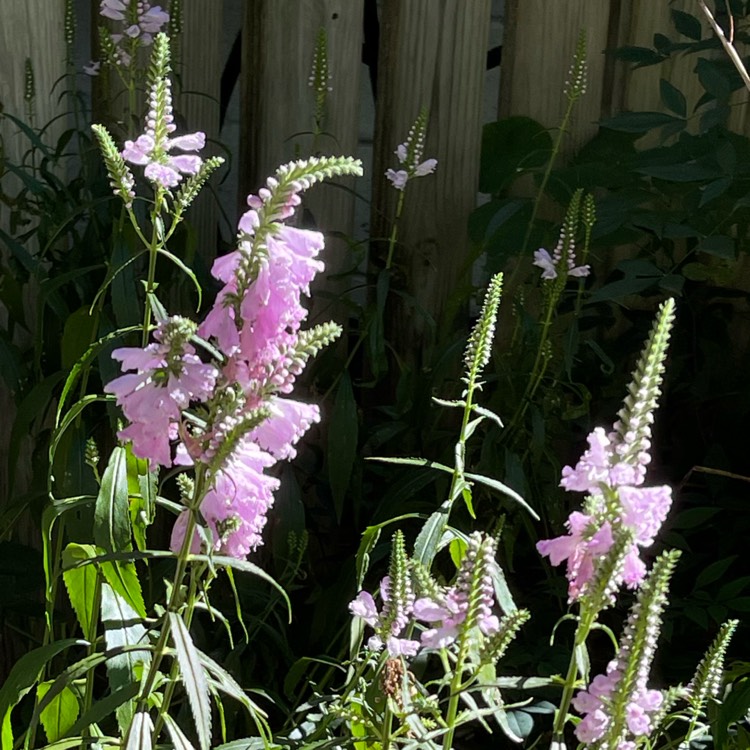 Plant image Physostegia virginiana 'Bouquet Rose'