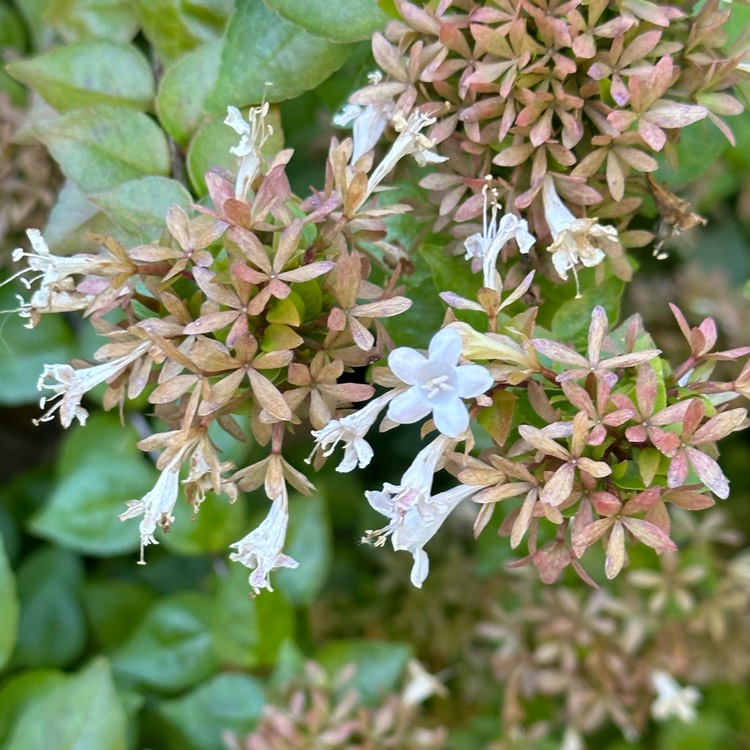 Plant image Linnaea  syn. Abelia