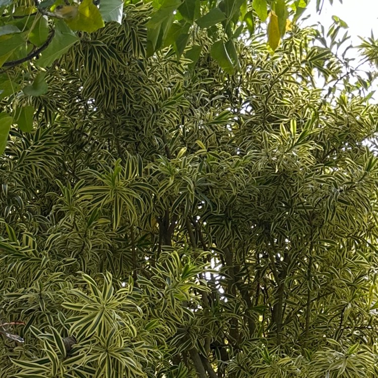 Plant image Dracaena Reflexa 'Variegata'