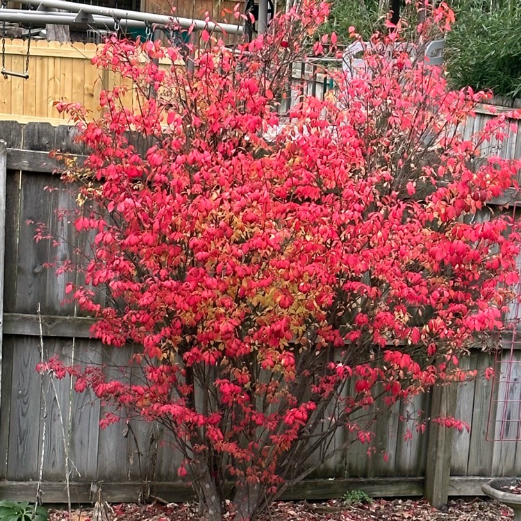 Plant image Euonymus Alata