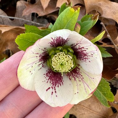 Helleborus