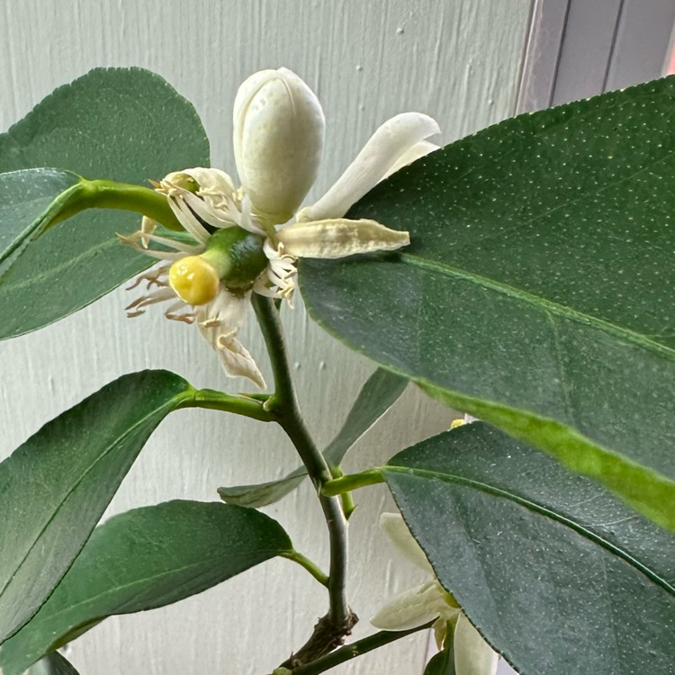 Plant image Citrus x latifolia