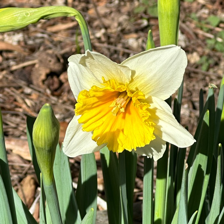 Plant image Narcissus