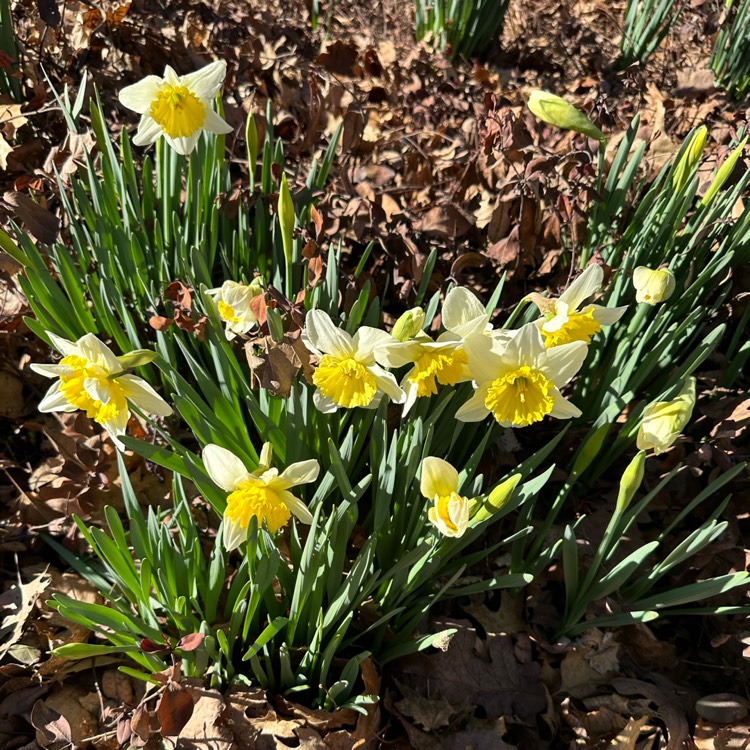 Plant image Narcissus