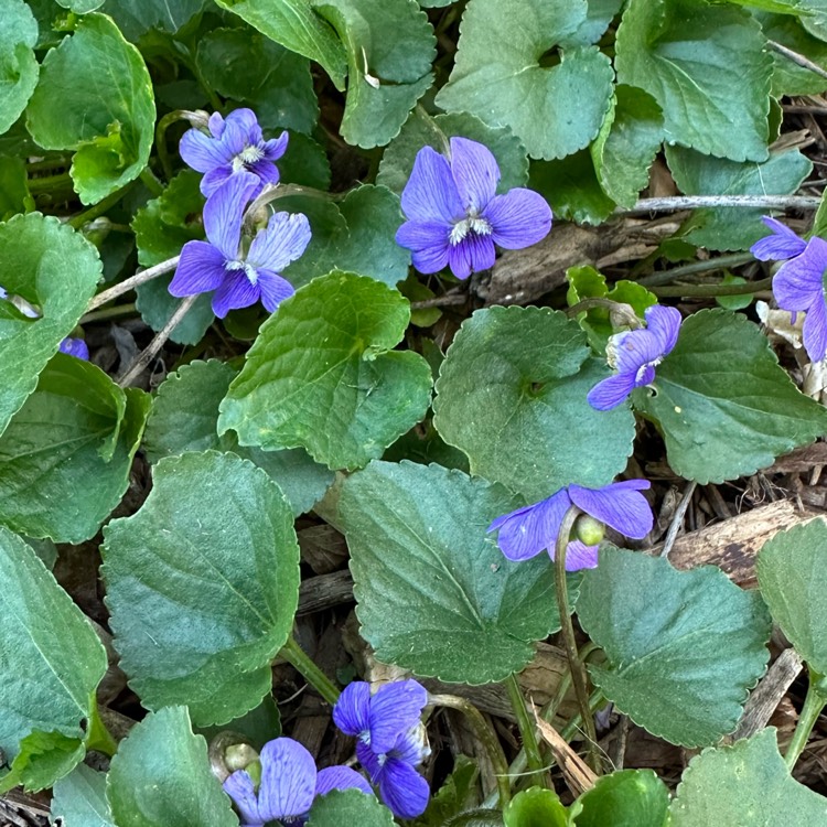 Plant image Viola sororia