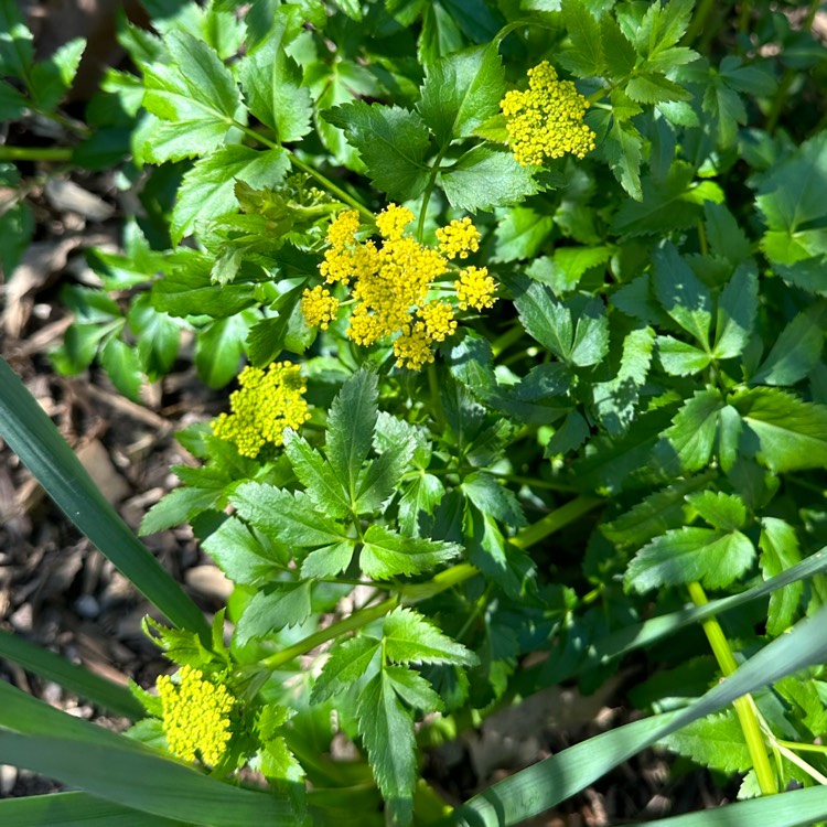 Plant image Zizia aurea