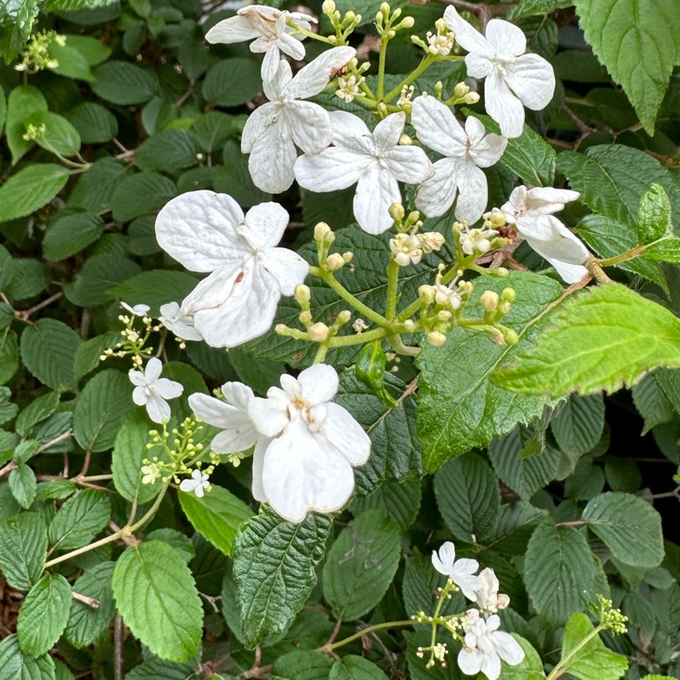 Plant image Viburnum plicatum f. tomentosum 'Shasta'