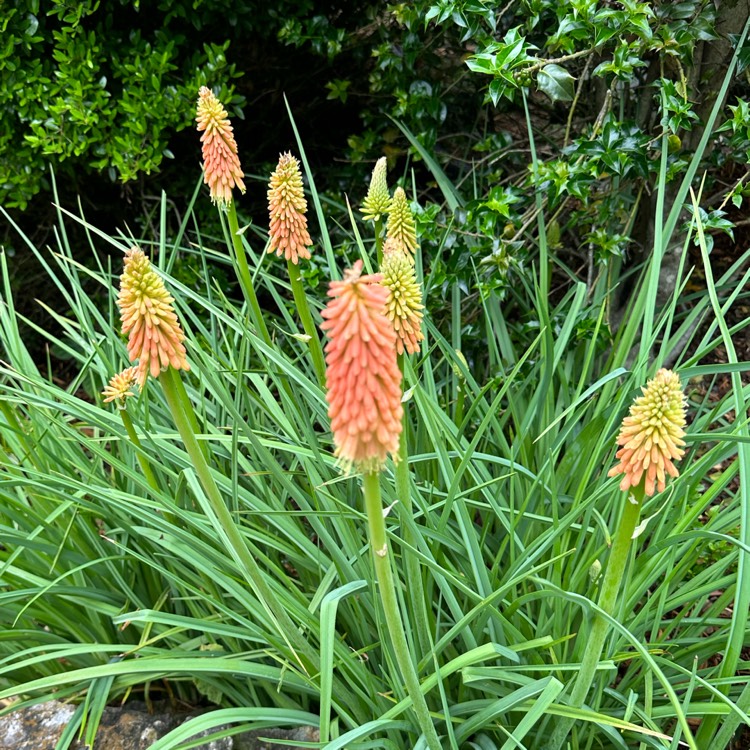 plant image 1665566