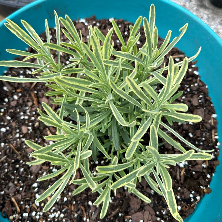 Plant image Lavandula x intermedia 'Momparler' syn. Lavandula x intermedia 'Platinum Blonde'