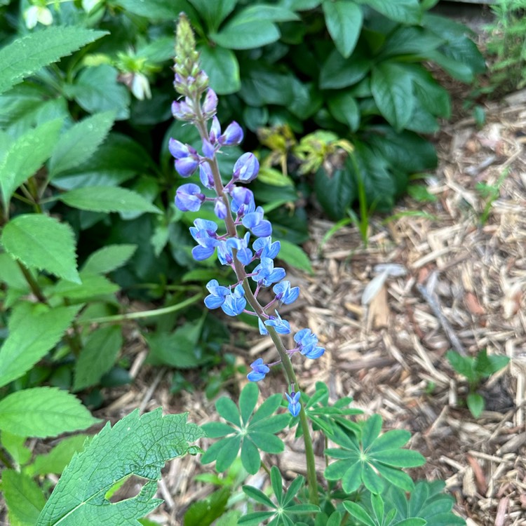 Plant image Lupinus perennis