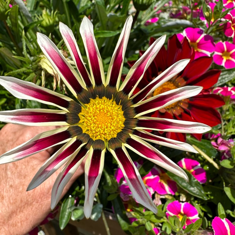 Plant image Gazania Rigens ‘New Day Bronze'