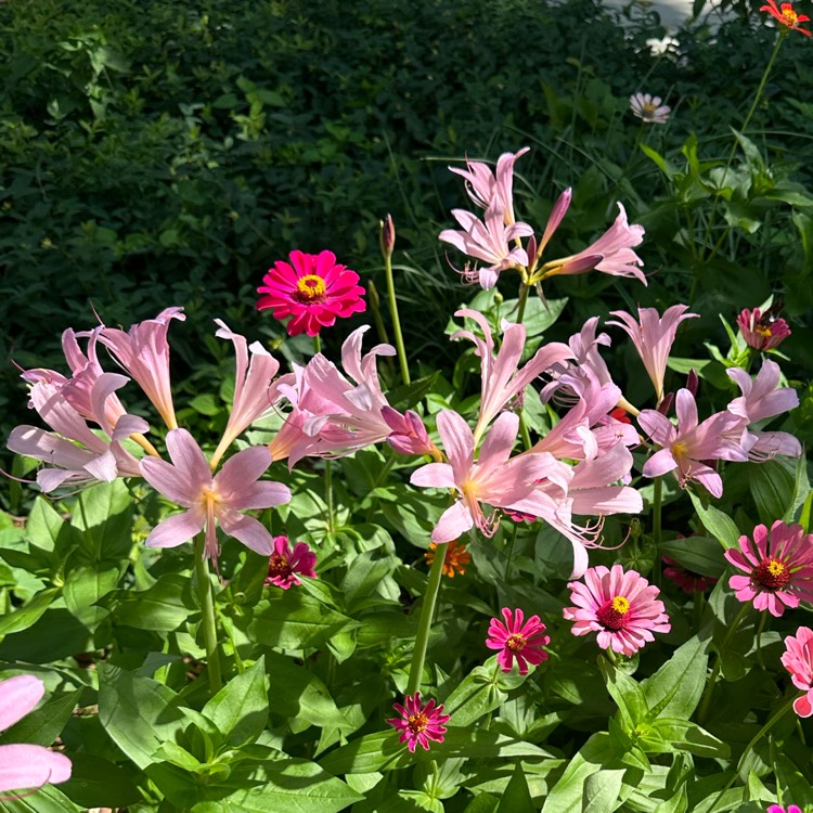 Plant image Lycoris squamigera