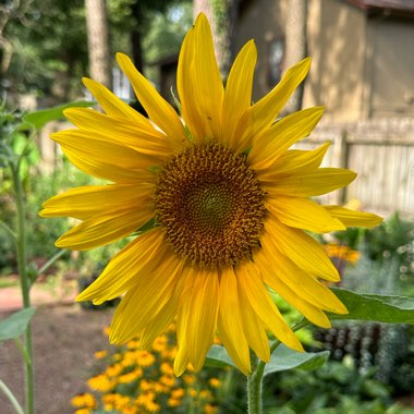 Helianthus annuus