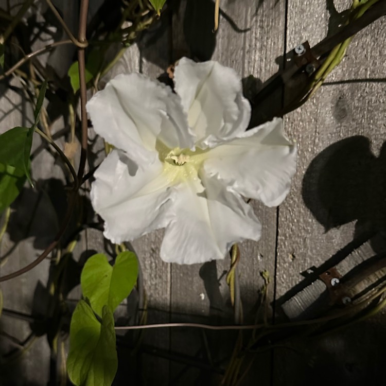 Plant image Ipomoea turbinata