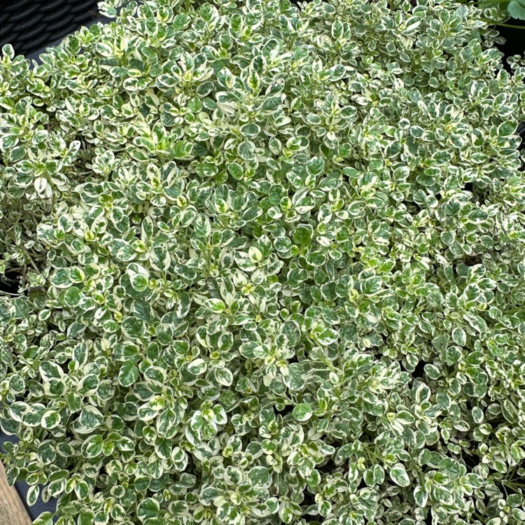 Plant image Origanum vulgare variegata