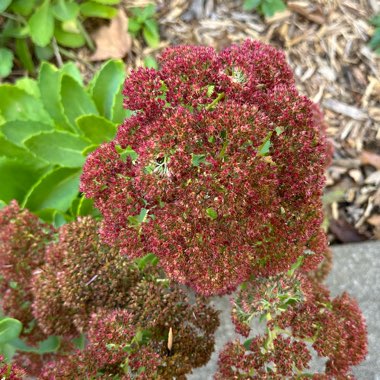 Sedum Autumn Joy