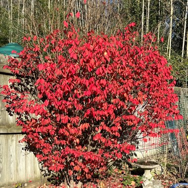 Euonymus alatus