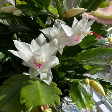 Schlumbergera truncata