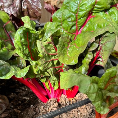 Beta vulgaris subsp. cicla var. flavescens 'Bright Lights'