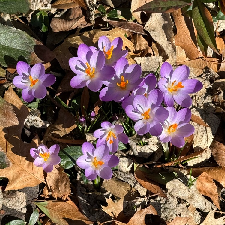 Plant image Crocus suworowianus syn. Crocus kotschyanus subsp. suworowianus