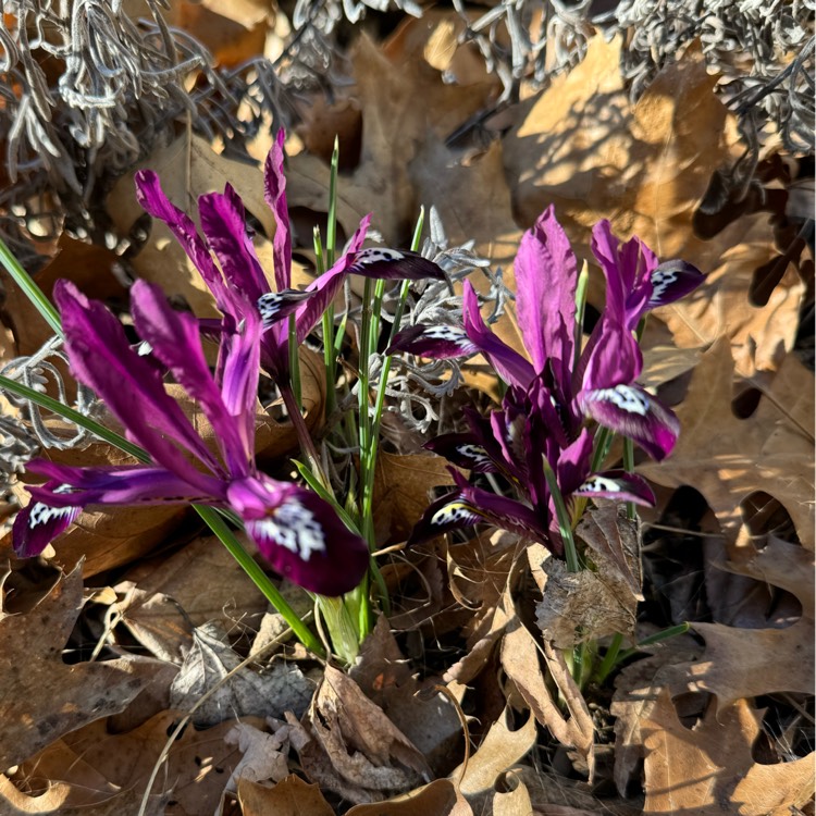 Plant image Iris 'Pauline' syn. Iris reticulata 'Pauline'