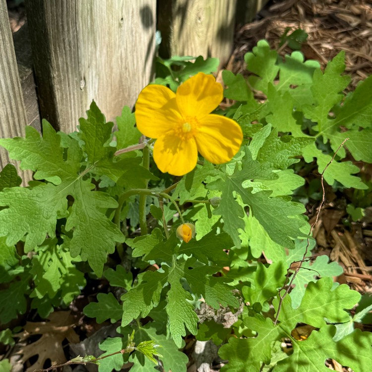 Plant image Stylophorum diphyllum