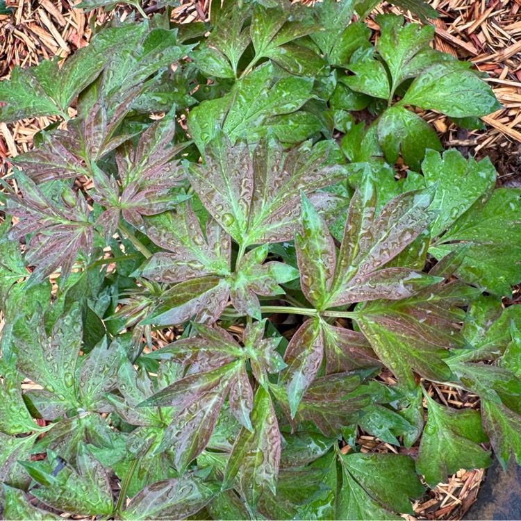 Plant image Paeonia 'Bartzella'