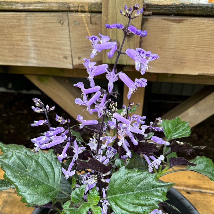 Plant image Plectranthus