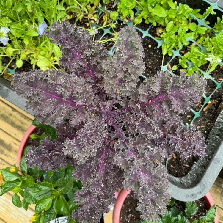 Plant image Brassica oleracea (Acephala Group) 'Curly Scarlet'