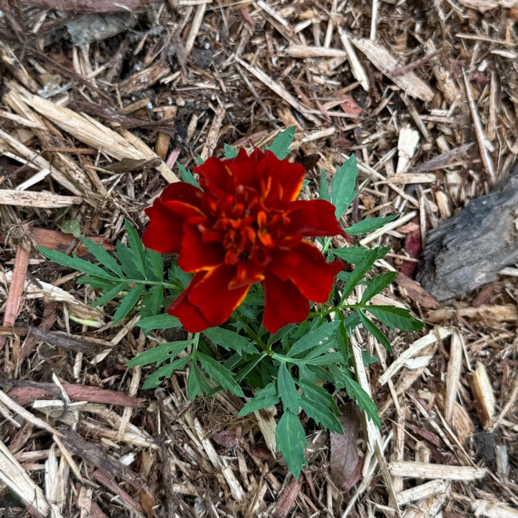 Plant image Tagetes patula 'Fireball'