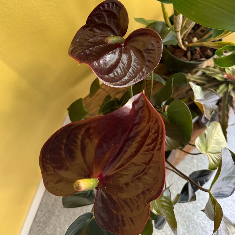 Plant image Anthurium 'Giant Chocolate'