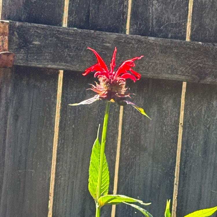 Plant image Monarda 'Jacob Cline.