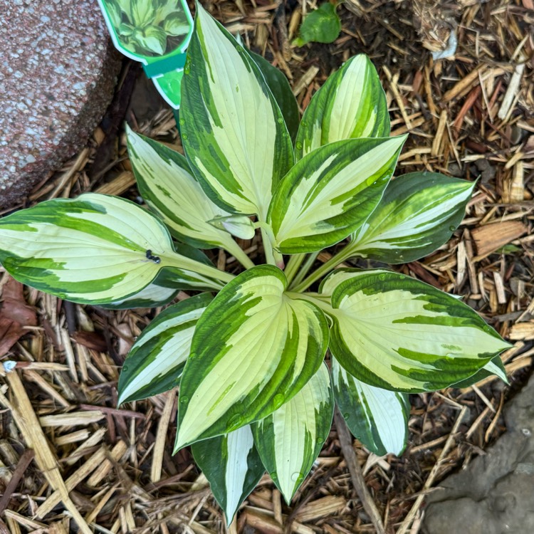 Plant image Hosta 'Vulcan'