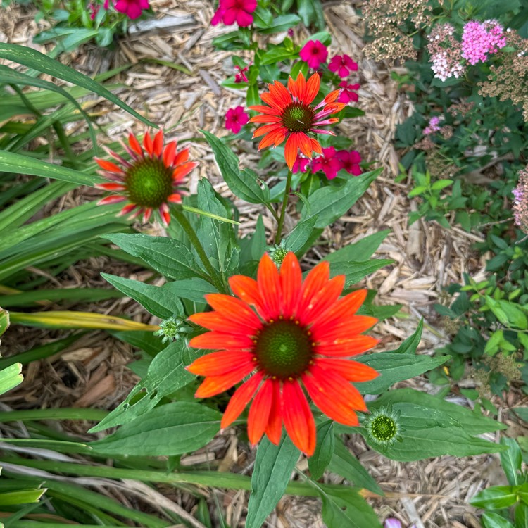 Plant image Echinacea 'Cheyenne Spirit' (Orange)