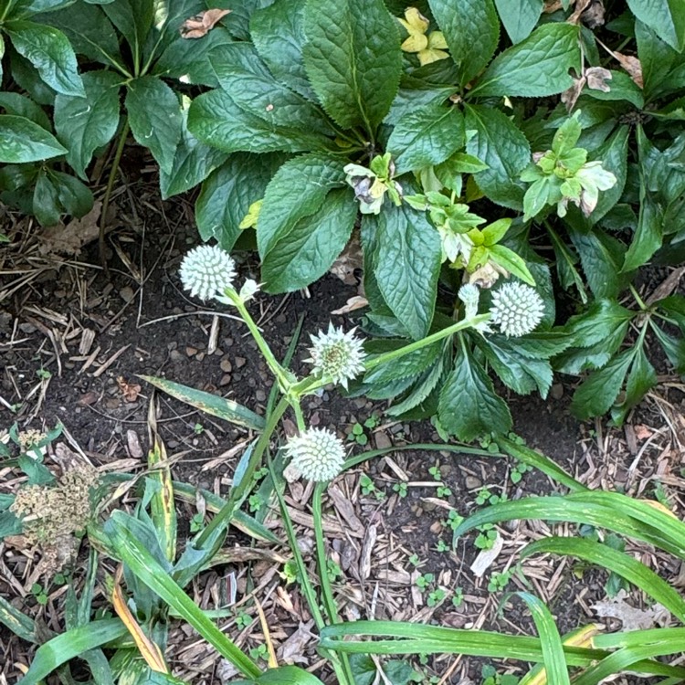 Plant image Eryngium yuccifolium