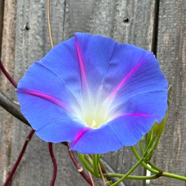 Ipomoea