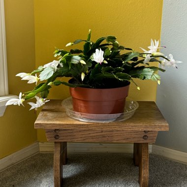 Schlumbergera truncata