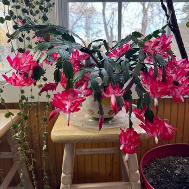 Zygocactus,Thanksgiving Cactus