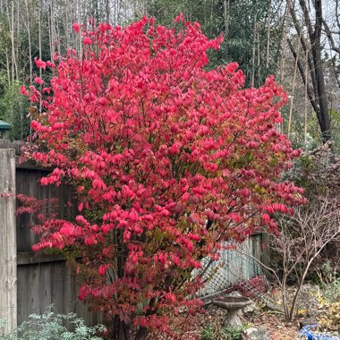 Burning Bush