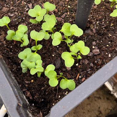 Radish 'French Breakfast'