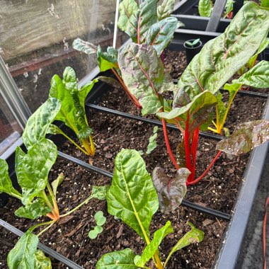 Swiss Chard 'Bright Lights'