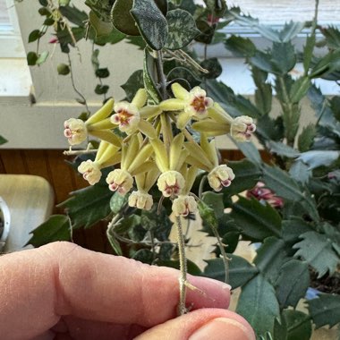 Tiny-leaf Porcelain Flower Hoya